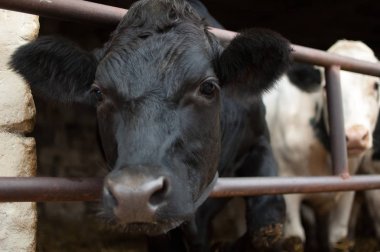 Islak burunlu bir ilgiyle, eko tarım kavramı kameraya bakarak yüz portresi inekler