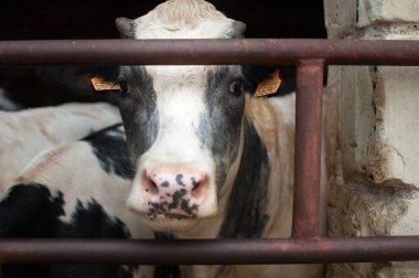 Siyah ve beyaz genç inek ıslak burunlu kameraya ilgiyle, eko tarım kavramı arıyorsunuz