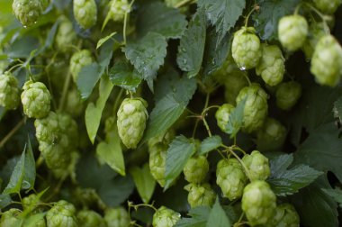 Yeşil taze bira yapmak için koni hop ve yaz aylarında atlama sahada ekmek