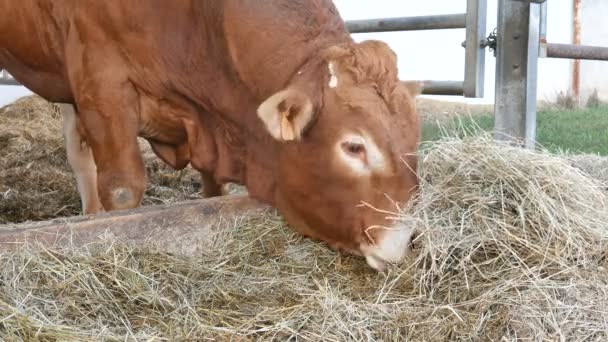 En röd brun Limousin tjur stående i lya och äta hö. Ekologiskt jordbruk koncept — Stockvideo