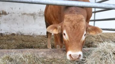 Bir kırmızı kahverengi Limousin boğa ininde ayakta ve saman yiyor. Eko Tarım konsepti