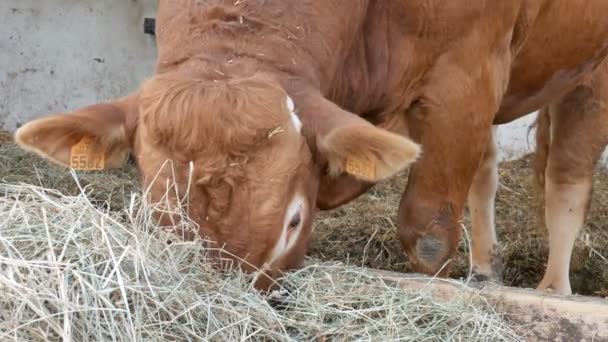 Un toro de Limousin marrón rojo parado en la guarida y comiendo heno. Concepto de agricultura ecológica — Vídeo de stock