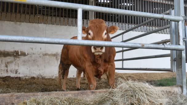 1つの赤い茶色のリムーザン牛が隠れ家に立っていて、干し草を食べている。エコ農法のコンセプト — ストック動画