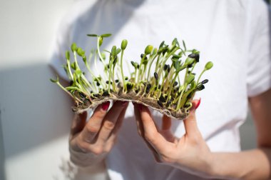 Kadın model onu beyaz gömlek arka plan üzerinde ham filizlenmiş microgreens bir parça tutuyor. Yüz görünmüyor. Sağlıklı gıda, evde tarım, diyet, vücut detoksifikasyon kavramları