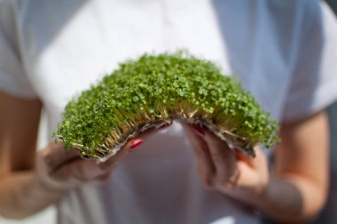 Kadın model onu beyaz gömlek arka plan üzerinde ham filizlenmiş microgreens bir parça tutuyor. Yüzü görünür değil, arugula taze lahanası ile kadın