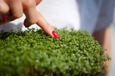 Kadın kırmızı manikürlü taze roka lahanasına dokunuyor. Sağlıklı yiyecekler, evde tarım, diyet, vücut zehirlenmesi kavramları.