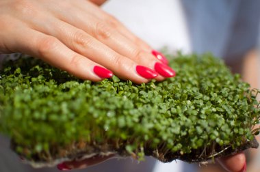 Kadın kırmızı manikürlü taze roka lahanasına dokunuyor. Sağlıklı yiyecekler, evde tarım, diyet, vücut zehirlenmesi kavramları.