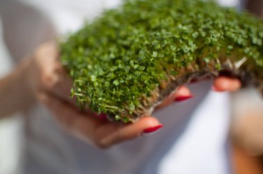Kadın model onu beyaz gömlek arka plan üzerinde ham filizlenmiş microgreens bir parça tutuyor. Yüzü görünür değil, arugula taze lahanası ile kadın