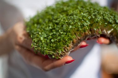Kadın model onu beyaz gömlek arka plan üzerinde ham filizlenmiş microgreens bir parça tutuyor. Yüzü görünür değil, arugula taze lahanası ile kadın