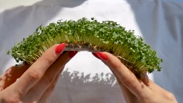 Vrouwelijke handen met rode manicure houden een verse groene spruiten van rucola. Gezonde voeding, micro greens, landbouw thuis, dieet, lichaam ontgifting concepten — Stockvideo