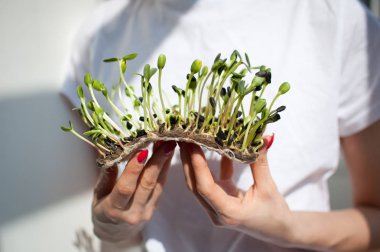 Kadın model onu beyaz gömlek arka plan üzerinde ham filizlenmiş microgreens bir parça tutuyor. Yüz görünmüyor. Sağlıklı gıda, evde tarım, diyet, vücut detoksifikasyon kavramları