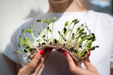 Kadın model onu beyaz gömlek arka plan üzerinde ham filizlenmiş microgreens bir parça tutuyor. Yüz görünmüyor. Sağlıklı gıda, evde tarım, diyet, vücut detoksifikasyon kavramları
