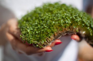 Kadın model onu beyaz gömlek arka plan üzerinde ham filizlenmiş microgreens bir parça tutuyor. Yüzü görünür değil, arugula taze lahanası ile kadın