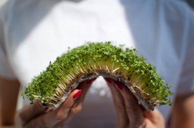 Kadın model onu beyaz gömlek arka plan üzerinde ham filizlenmiş microgreens bir parça tutuyor. Yüzü görünür değil, arugula taze lahanası ile kadın