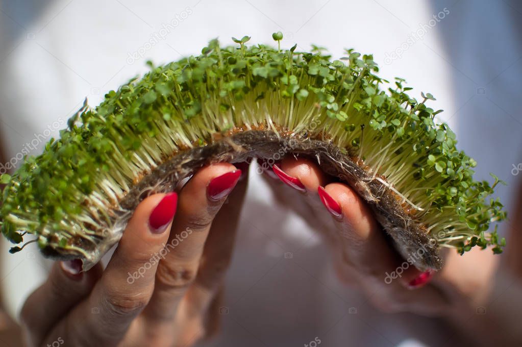 Female model is holding a piece of raw sprouted microgreens on her white shirt background. Face is not visible, woman with a fresh sprouts of arugula