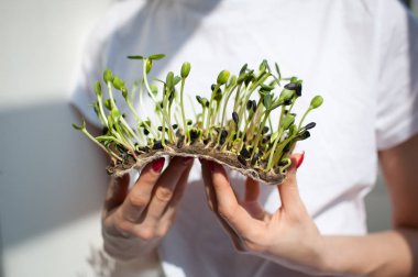 Kadın model onu beyaz gömlek arka plan üzerinde ham filizlenmiş microgreens bir parça tutuyor. Yüz görünmüyor. Sağlıklı gıda, evde tarım, diyet, vücut detoksifikasyon kavramları
