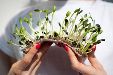 Kadın model onu beyaz gömlek arka plan üzerinde ham filizlenmiş microgreens bir parça tutuyor. Yüz görünmüyor. Sağlıklı gıda, evde tarım, diyet, vücut detoksifikasyon kavramları