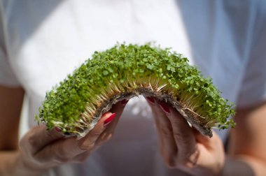 Kadın model onu beyaz gömlek arka plan üzerinde ham filizlenmiş microgreens bir parça tutuyor. Yüzü görünür değil, arugula taze lahanası ile kadın