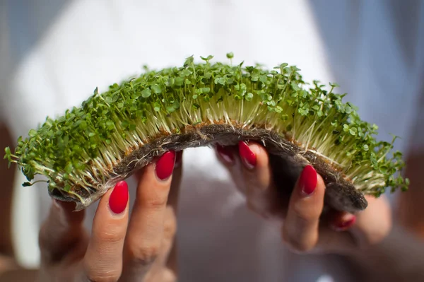 Kadın model onu beyaz gömlek arka plan üzerinde ham filizlenmiş microgreens bir parça tutuyor. Yüzü görünür değil, arugula taze lahanası ile kadın