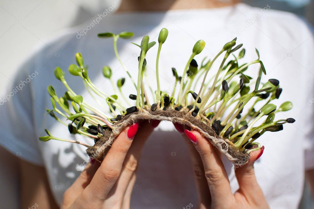 Female model is holding a piece of raw sprouted microgreens on her white shirt background. Face is not visible. Healthy food, farming at home, dieting, body detoxification concepts