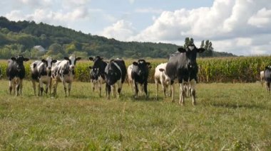 Hayvan besleme, kavram tarım Eko. Açık havada yeşil çim yeme siyah ve beyaz inek sürüsü portresi