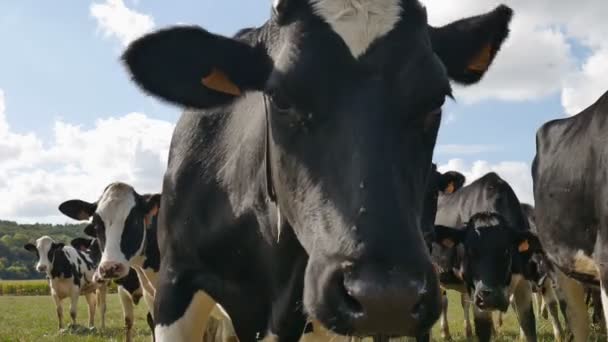 Vidéo de plein air de la vache noire et blanche, les vaches mouillent le nez pendant la chaude journée ensoleillée en été sur la prairie — Video