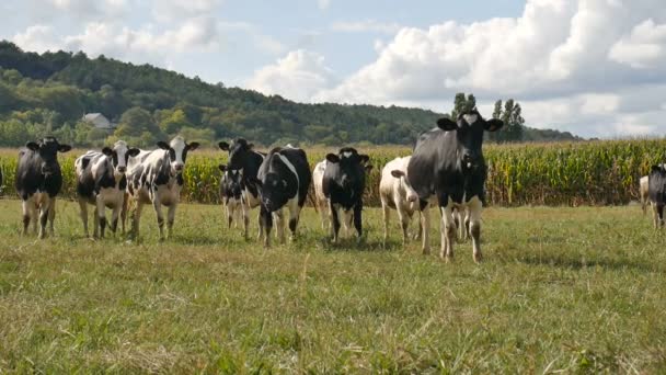 Для годування тварин, Еко селі концепції. На відкритому повітрі портрет стадо чорно-білі корови їдять зеленій траві — стокове відео