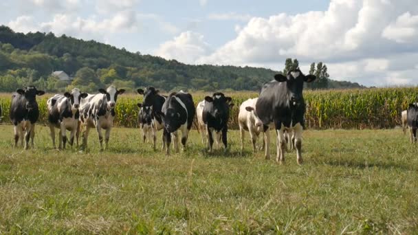 Alimentación animal, concepto de agricultura ecológica. Al aire libre Retrato de la manada de vacas blancas y negras comiendo hierba verde — Vídeos de Stock