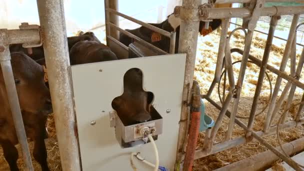 인공 젖꼭지에서 작은 송아지 마시는의 비디오, 동물 먹이, 에코 농업 개념. — 비디오