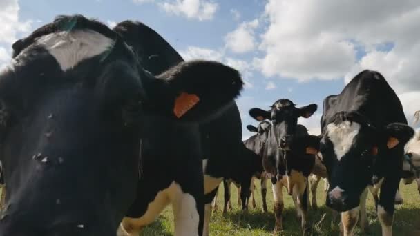 Svart och vit mjölkkor tittar på kameran medan bete på bete under varma soliga dagen på sommaren. Djurfoder, ekologiskt jordbruk koncept. — Stockvideo