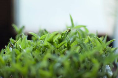 Yeşil mung fasulye tohumları plastik kutuda çimlenme. Taze ve çiğ filizlerin büyümesi. Sağlıklı gıda kavramı, evde microgreens tarım