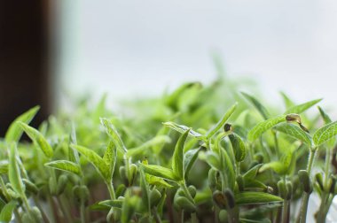Yeşil mung fasulye tohumları kutuda çimlenme yan görünümü. Taze ve çiğ filizlerin büyümesi. Sağlıklı gıda kavramı, evde microgreens tarım