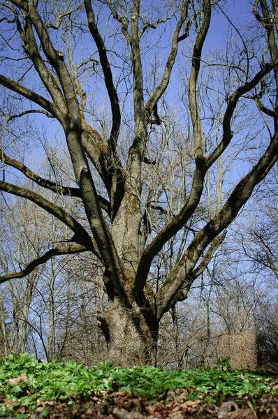 Foto vertical de un árbol viejo en un parque verde durante el día soleado a principios de primavera — Foto de Stock