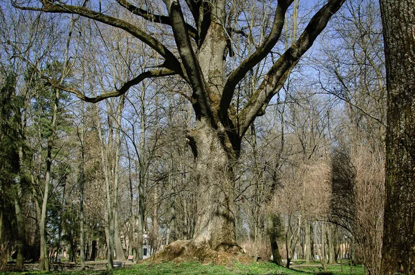 Trunk of an old tree in the park during sunny day in early spring — Stock Photo, Image