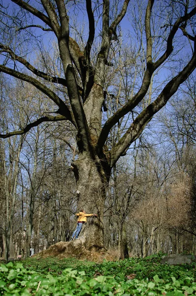 Foto verticale di giovane ragazza in giacca gialla abbracciando grande vecchio albero nel bellissimo parco con campo di erba verde e sfondo cielo blu durante la giornata di sole all'inizio della primavera — Foto Stock