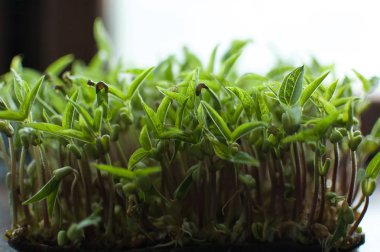 Yeşil mung fasulye tohumları kutuda çimlenme yan görünümü. Taze ve çiğ filizlerin büyümesi. Sağlıklı gıda kavramı, evde microgreens tarım