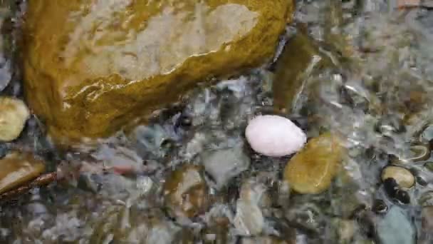 Huevo de cristal de cuarzo rosa yoni yaciendo en las piedras de las montañas río en el agua. Salud de las mujeres, unidad con los conceptos de la naturaleza — Vídeo de stock