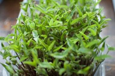 Kutuda çimlenme yeşil mung fasulye tohumu üst görünümü. Taze ve çiğ filizlerin büyümesi. Sağlıklı gıda kavramı, evde microgreens tarım