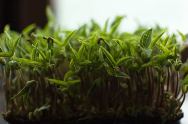 Yeşil mung fasulye tohumları plastik kutuda çimlenme. Taze ve çiğ filizlerin büyümesi. Sağlıklı gıda kavramı, evde microgreens tarım