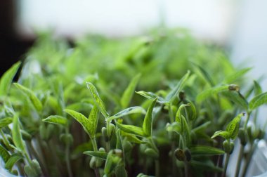 Yeşil mung fasulye tohumları plastik kutuda çimlenme. Taze ve çiğ filizlerin büyümesi. Sağlıklı gıda kavramı, evde microgreens tarım
