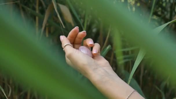 Mano femenina con manicura francesa sosteniendo huevo de cuarzo rosa yoni rosa para vumfit, imbuilding o meditación. Gema de cristal en las manos sobre fondo de tallos verdes al aire libre . — Vídeos de Stock