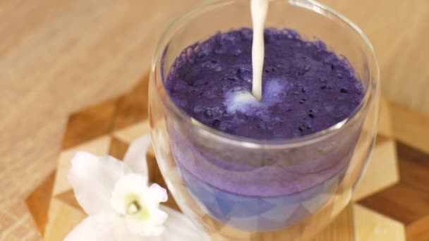Blue pea latte or blue matcha coffee made from hot fresh milk with butterfly pea flowers or clitoria ternatea in double glass cup — Stock Video