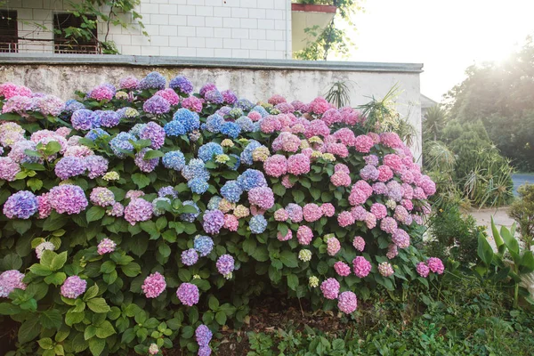 Hydrangea garden by house at sunset. Bushes is pink, blue, lilac, purple. Flowers hedge is blooming in countryside