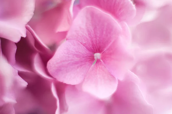 Beautiful hydrangea background and pattern. Pink flowers are blooming