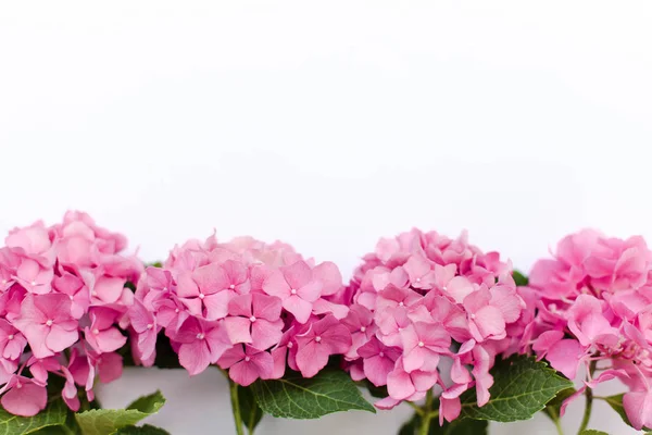 Pink flowers of hydrangea isolated on white background. Hortensia are blooming in summer.