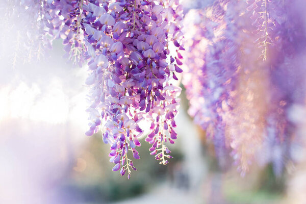 Wisteria flowers are blooming in sunset garden. Beautiful wisteria trellis blossom in spring. — Stock Photo, Image