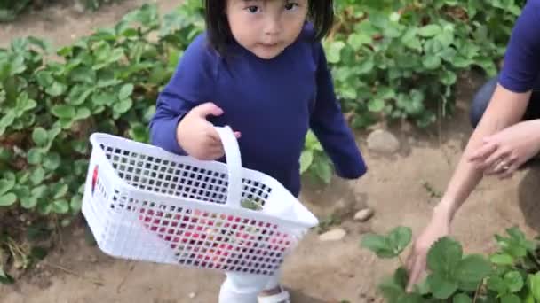 アジア中国の子供と母親の農場でいちごを選ぶ — ストック動画