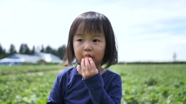 亚洲华人儿童在农场采摘草莓 — 图库视频影像