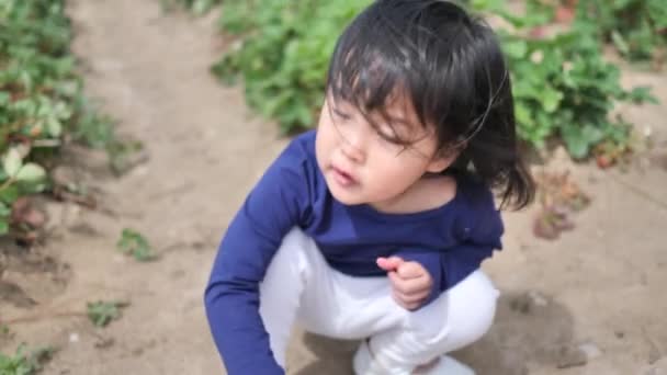Asyalı Çinli Çocuk Bir Çiftlikte Çilek Toplama — Stok video