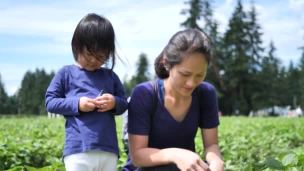 Asiático Chinês Criança Mãe Escolhendo Morango Uma Fazenda — Vídeo de Stock